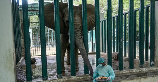 Karachi Elephants Get Human TB Treatment