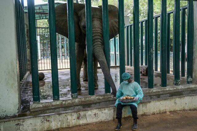Mahout Ali Baloch feeds balls of food laced with medicine to Malika, an elephant with tube