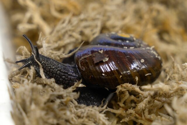 A rare New Zealand snail has been filmed for the first time squeezing an egg from its neck