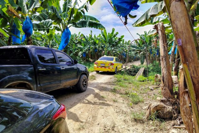 Vehicles drive through banana plantations belonging to a subsidiary of US banana Chiquita