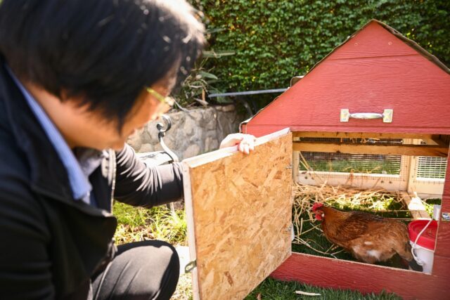 Yong-mi Kim looks inside a portable chicken coop and her egg-laying chickens as part of th