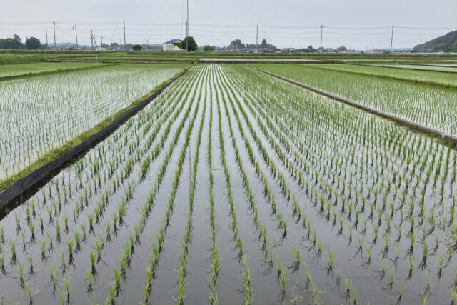 Japan Rice The Associated Press