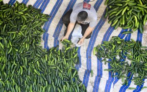 FDA says Florida cucumbers linked to salmonella outbreak in 15 states