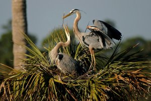 Florida state parks now legally protected from commercial development
