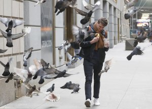 Pigeon Fest to celebrate New York's most controversial birds