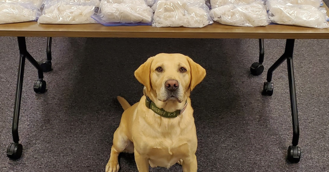 Washington Police Dog Helps Seize Meth, Fentanyl Worth $2.6 Million: 'Another Win for K9 Quinn'