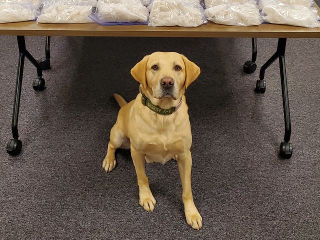 Washington Police Dog Helps Seize Meth, Fentanyl Worth $2.6 Million: ‘Another Win for K9 Quin