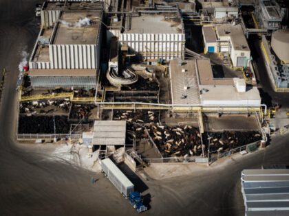 Cattle trucks offload livestock at the JBS Greeley meatpacking facility in Greeley, Colora