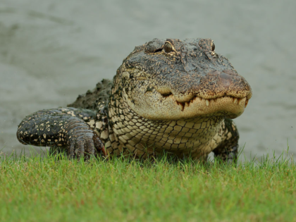 Florida Attorney General Proposes ‘Alligator Alcatraz’ to Detain Criminal Illegal Alien