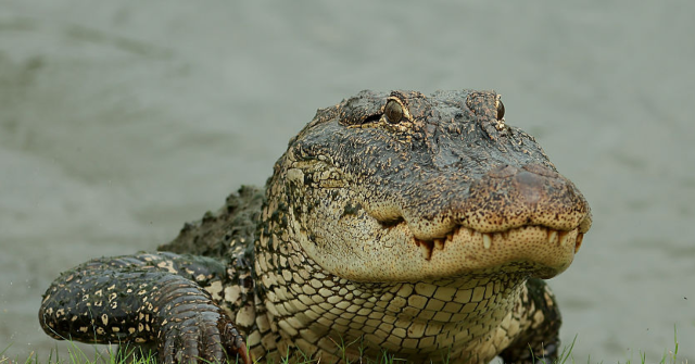 Florida Attorney General Proposes 'Alligator Alcatraz' to Detain Criminal Illegal Aliens