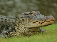 Exclusive — Florida AG: Alligator Alcatraz ‘Perfect Location’ for Detaining Illegal I