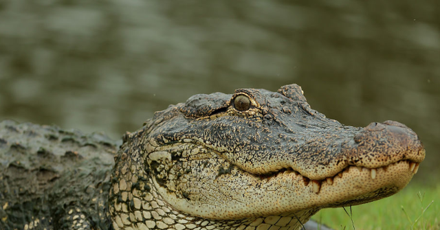 Exclusive — Florida AG: Alligator Alcatraz 'Perfect Location' for Detaining Illegal Immigrants