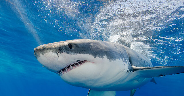 Largest Male Great White Shark Recorded Near North Carolina Coast