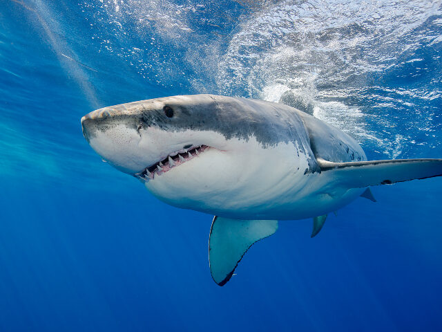 Great white shark