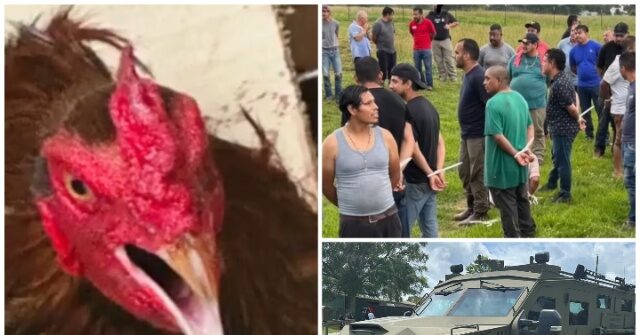 55 Illegal Aliens Busted in ICE Raid on Alabama Cockfight