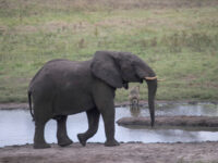 Zimbabwe to Kill Dozens of Elephants, Give Meat to People