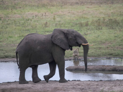 Zimbabwe to Kill Dozens of Elephants, Give Meat to People