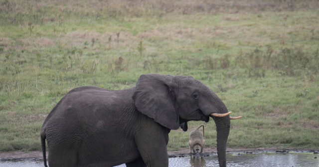 Zimbabwe to Kill Dozens of Elephants, Give Meat to People