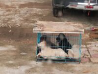China Prepares for Gruesome Yulin Dog Meat Festival as Poll Shows Most in City Do Not Partake