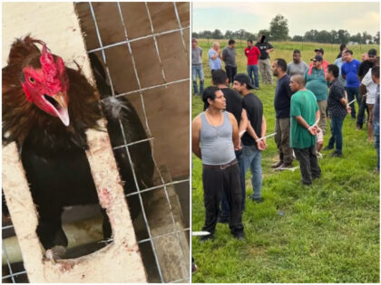 ICE: 55 Illegal Aliens Arrested During Probe of Alabama Cockfighting Operation