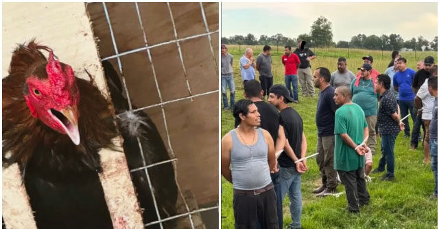 ICE: 55 Illegals Arrested During Probe of Alabama Cockfighting Operation