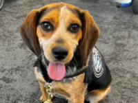 Egyptian Man Pleads Guilty to Kicking Customs and Border Protection Beagle