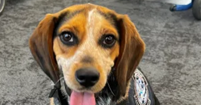 Man Pleads Guilty to Kicking CBP Beagle Who Detected Contraband