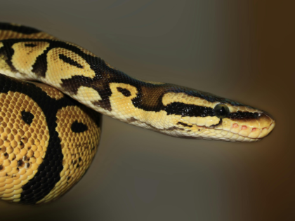 Brown Python