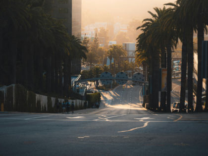 Palms by the Street in a City