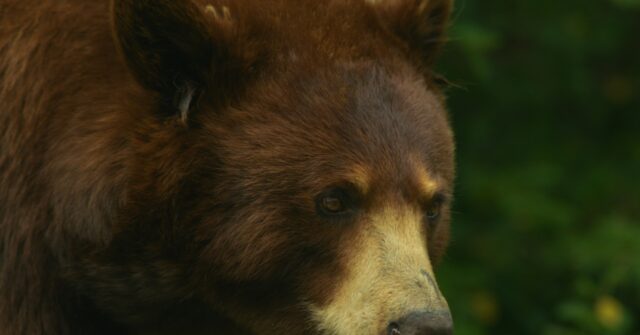Hunting Association Refused to Obey Government Order to Shoot Bear