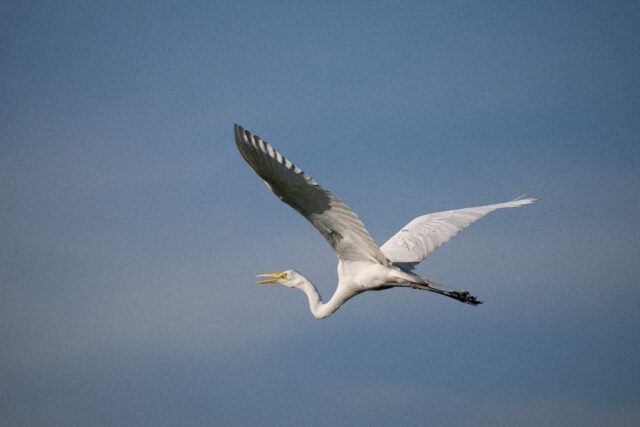 Australian researchers used GPS to follow eight plumed egrets and 10 great egrets over a p