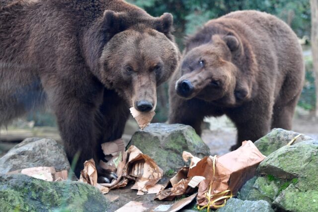 Grizzly bears are a threat at the G7 summit in Canada