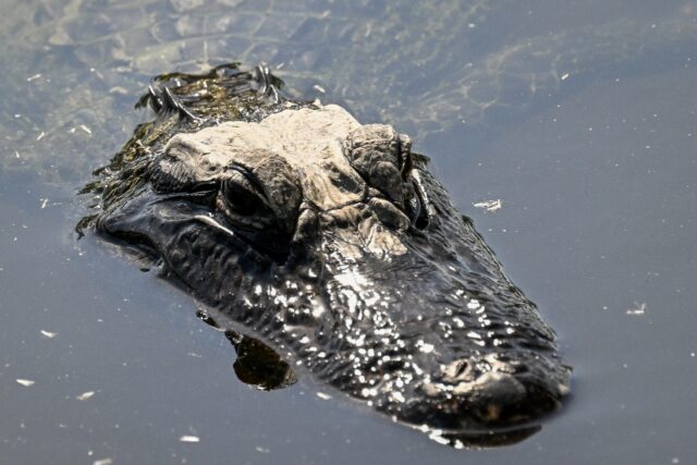 Officials are dubbing a new migrant detention facility in Florida's Everglades wetlan