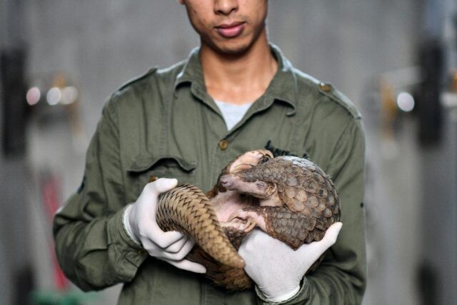 This photograph taken on September 14, 2020 shows head keeper Tran Van Truong holding a pa