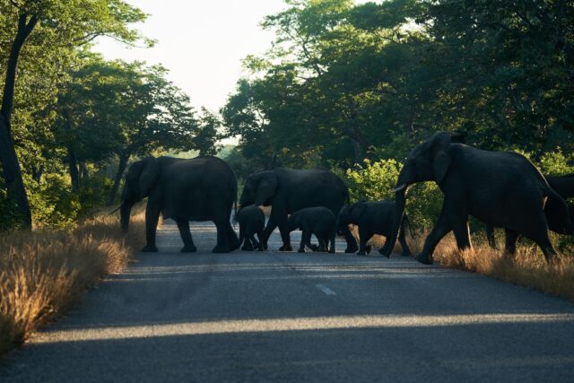 Zimbabwe is home to the second-biggest elephant population in the world