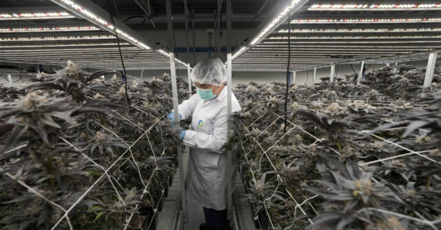Thailand Tightens Cannabis Sales Following Rising Addiction Concerns