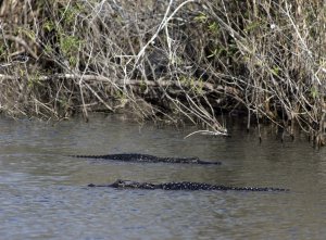 'Alligator Alcatraz' detention site in Everglades draws protests