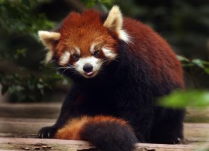 Chinese hotel ordered to cease red panda wake-up call encounters