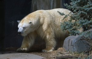 Study: Centuries-old mercury pollution threatens Arctic wildlife