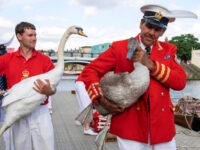 Britain’s Annual Royal Swan Census Kicks Off
