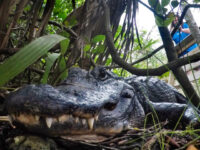 Trump’s Survival Advice to Potential ‘Alligator Alcatraz’ Escapees: ‘Don&#8