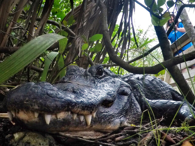 Trump’s Survival Advice to Potential ‘Alligator Alcatraz’ Escapees: ‘Don&#8