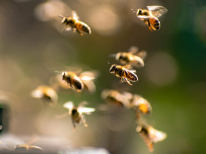 Two Dozen Injured When Bees Attack French Town
