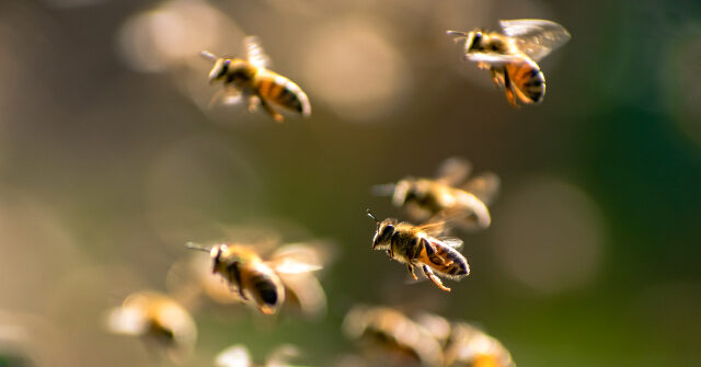 Two Dozen Injured When Bees Attack French Town
