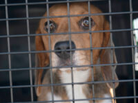 Exclusive — GOP House Members Demand Termination of NIH Funding of Cruel Dog and Cat Experime