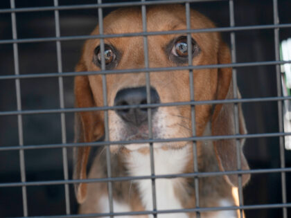PORTLAND, ME – SEPTEMBER 4: A beagle waits to be transferred to a van after being unload