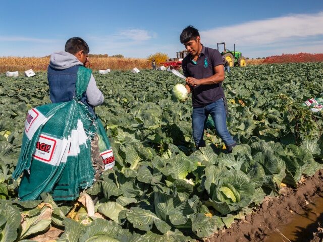 Blissfield, Michigan - An Hispanic crew harvests cabbage on a farm in southeast Michigan.