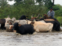 Catholic Priest Claims to Document Decade-Long Slave Labor Conditions at Volkswagen Ranch in Brazil