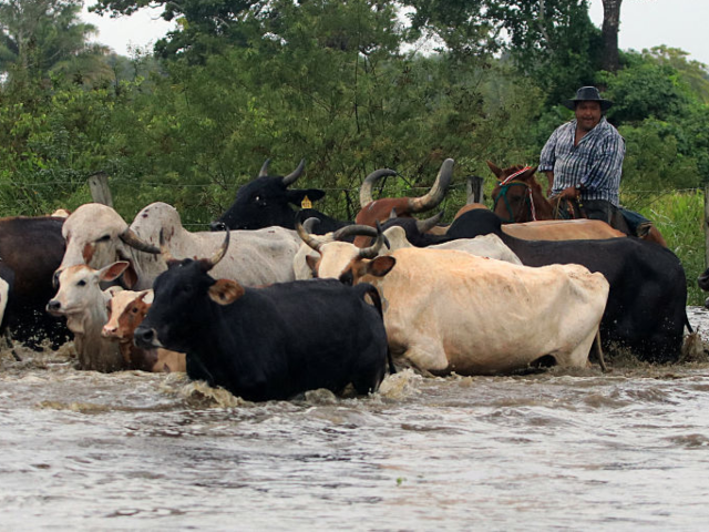 Livestock workers from the Laguna ranch herd cattle in the middle of a field flooded by he