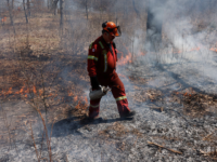 Republicans in Congress Ask Canada for Their Forest Management Plan as Wildfires Threaten Midwest S